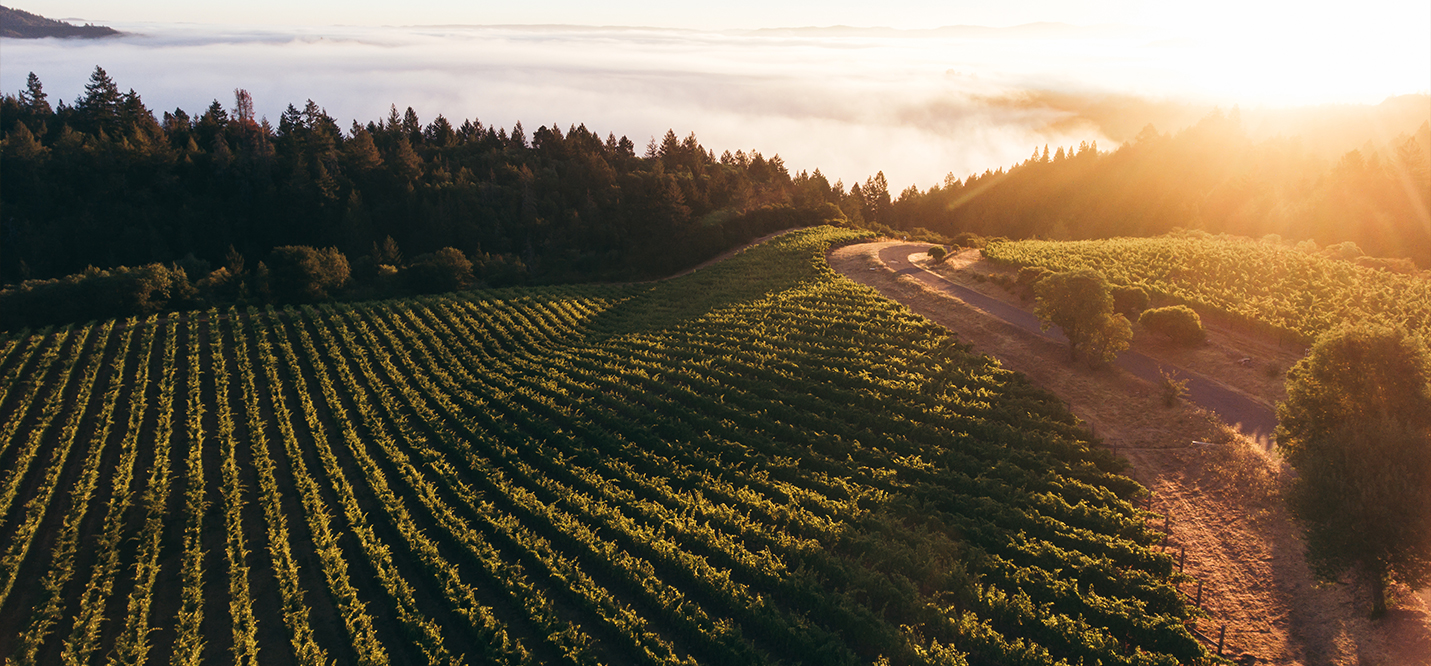 Arial view of Mt. Brave Vineyard